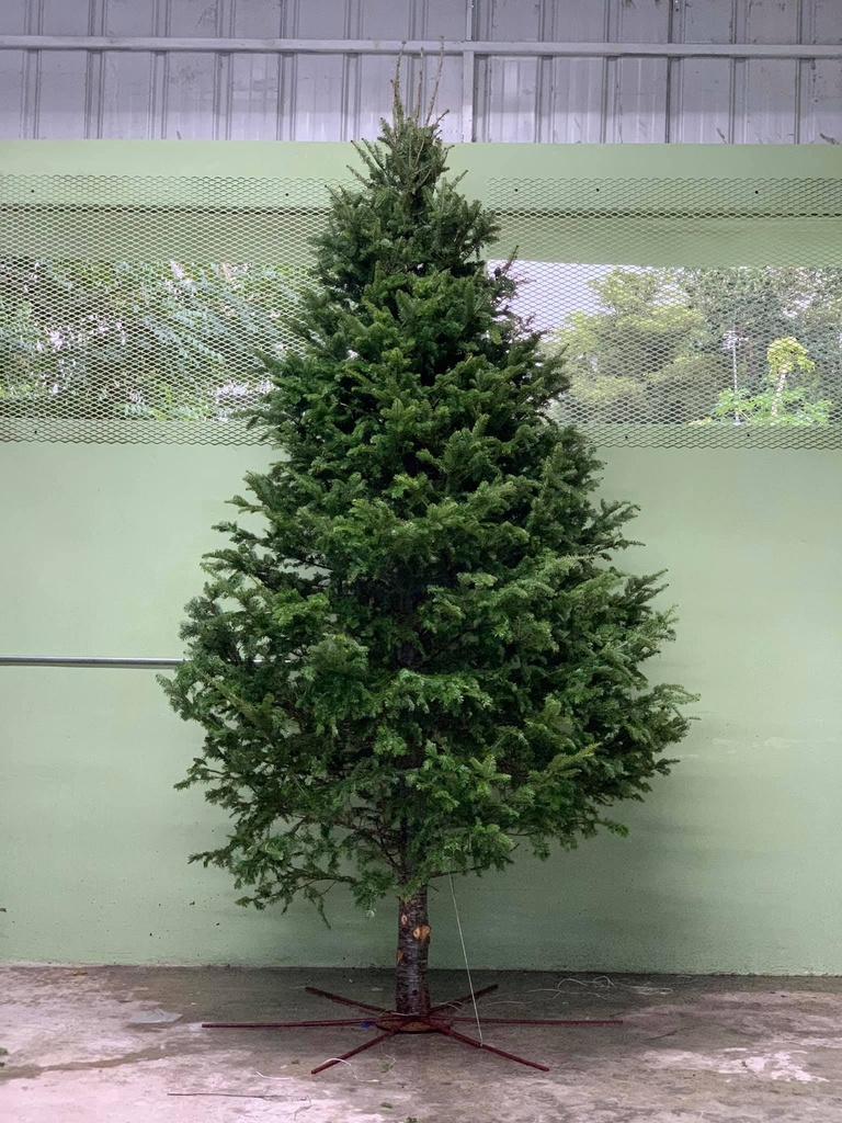 ARBOLES DE NAVIDAD NATURALES